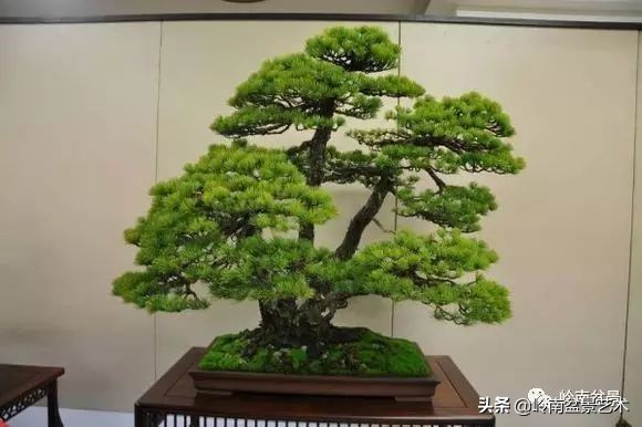 松树在水旱丛林盆景创作中的运用 (松树丛林盆景经典之作)