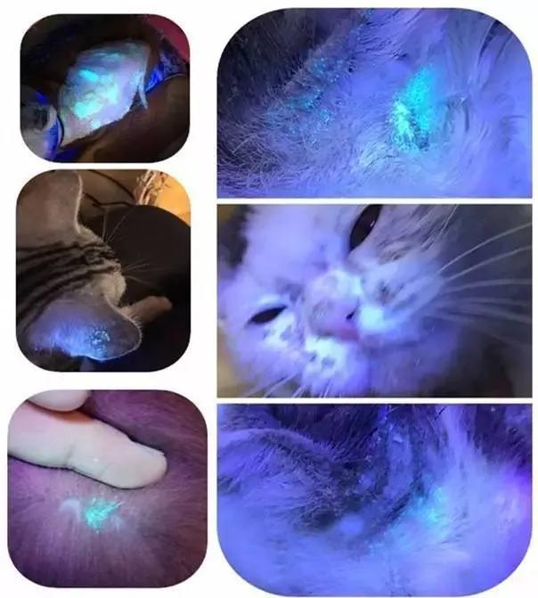 十年老猫舍深谈，如何发现，应对，治疗《猫藓》