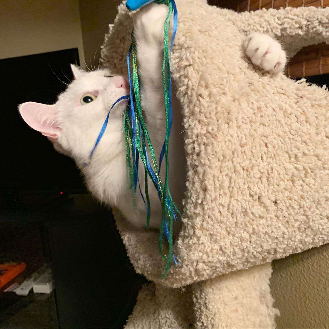 猫每天需要什么,猫每天要做的事情