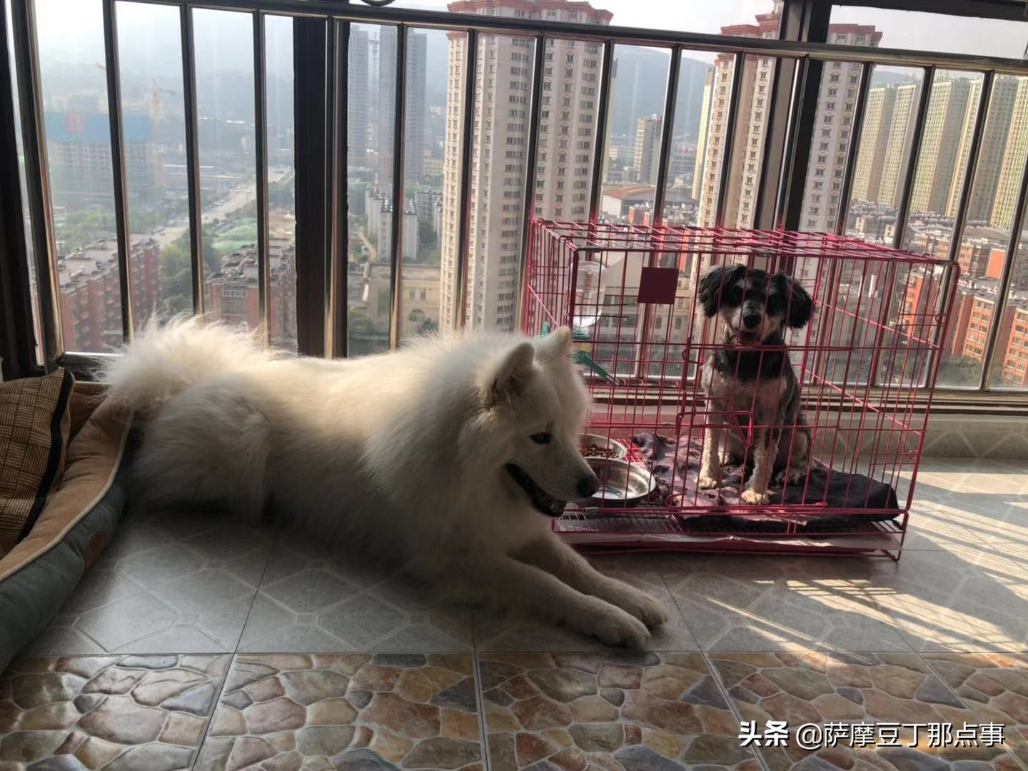 女孩在路边捡到一条流浪狗,男子捡到一条流浪狗