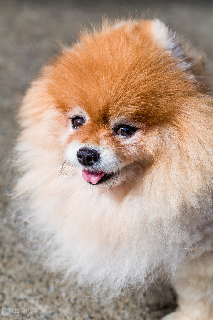 博美一胎能生几个？狗狗在怀孕期间的注意事项