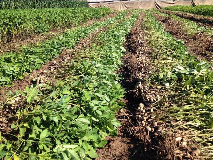 花生疯长结果少的原因,花生疯长