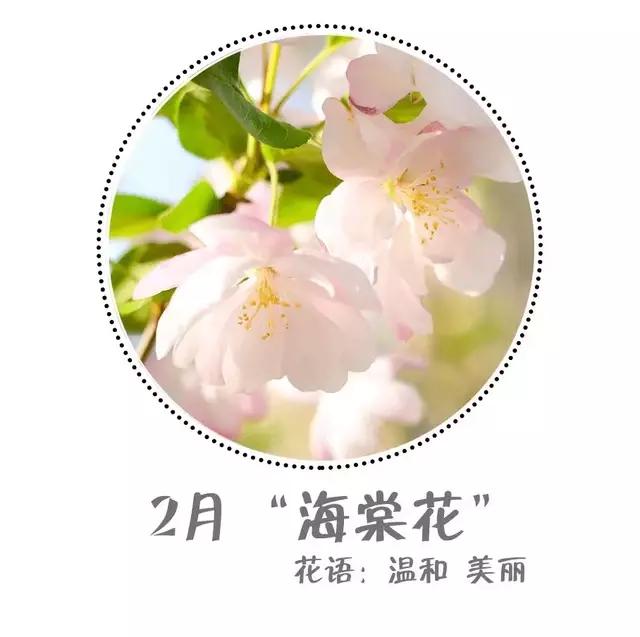 魔都赏花旅游攻略,魔都春季赏花好地方