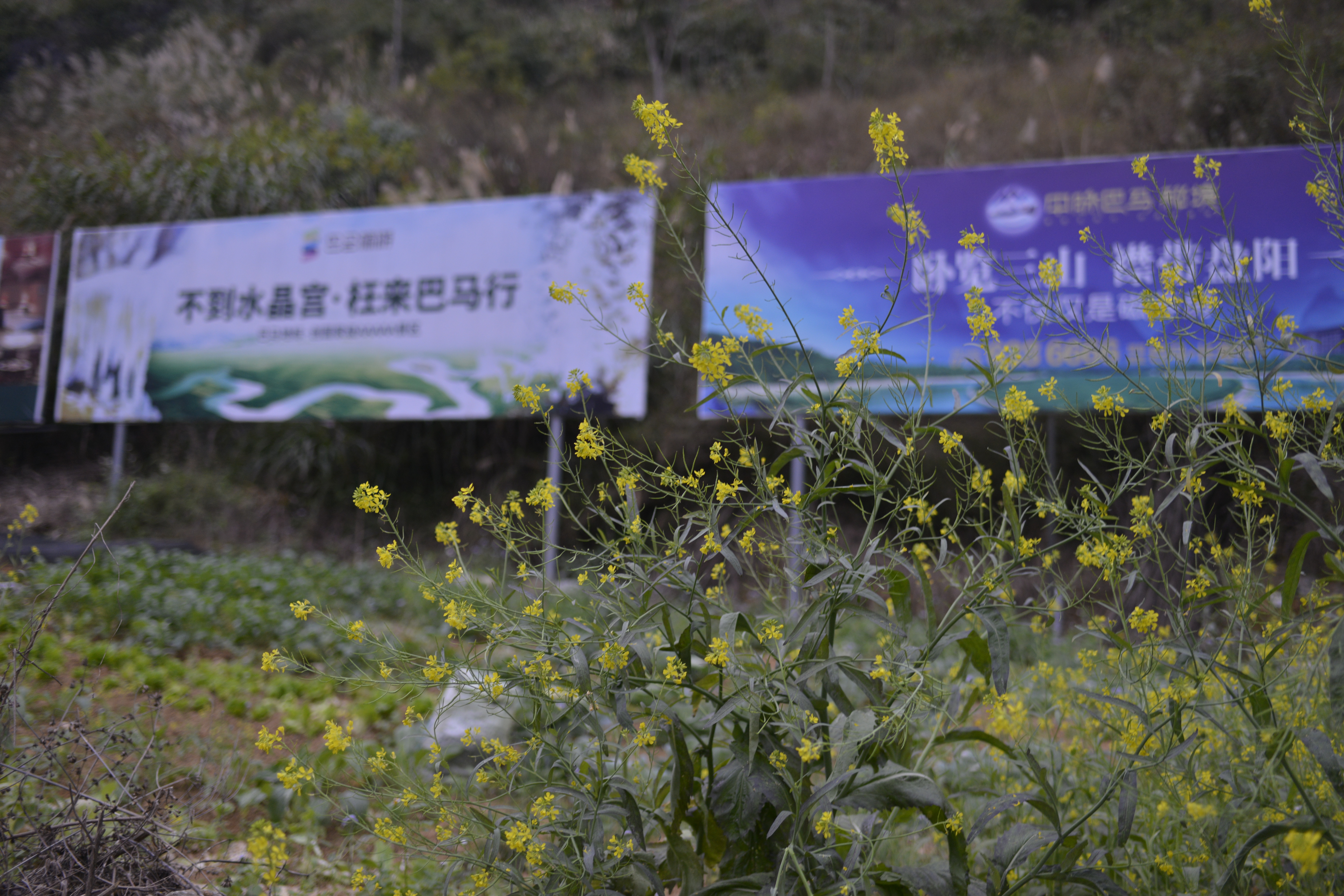 巴马长寿老人有什么说法,广西巴马长寿的真实原因