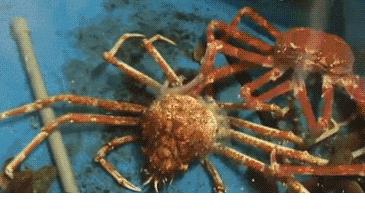 你不知道的13个螃蟹冷知识,螃蟹的冷知识有多可怕