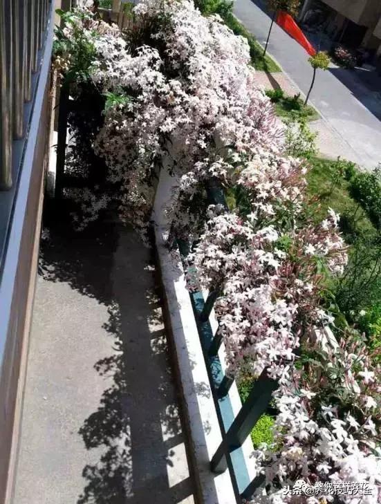 香味最好闻的十种花,一年四季都能闻到香味的四种花