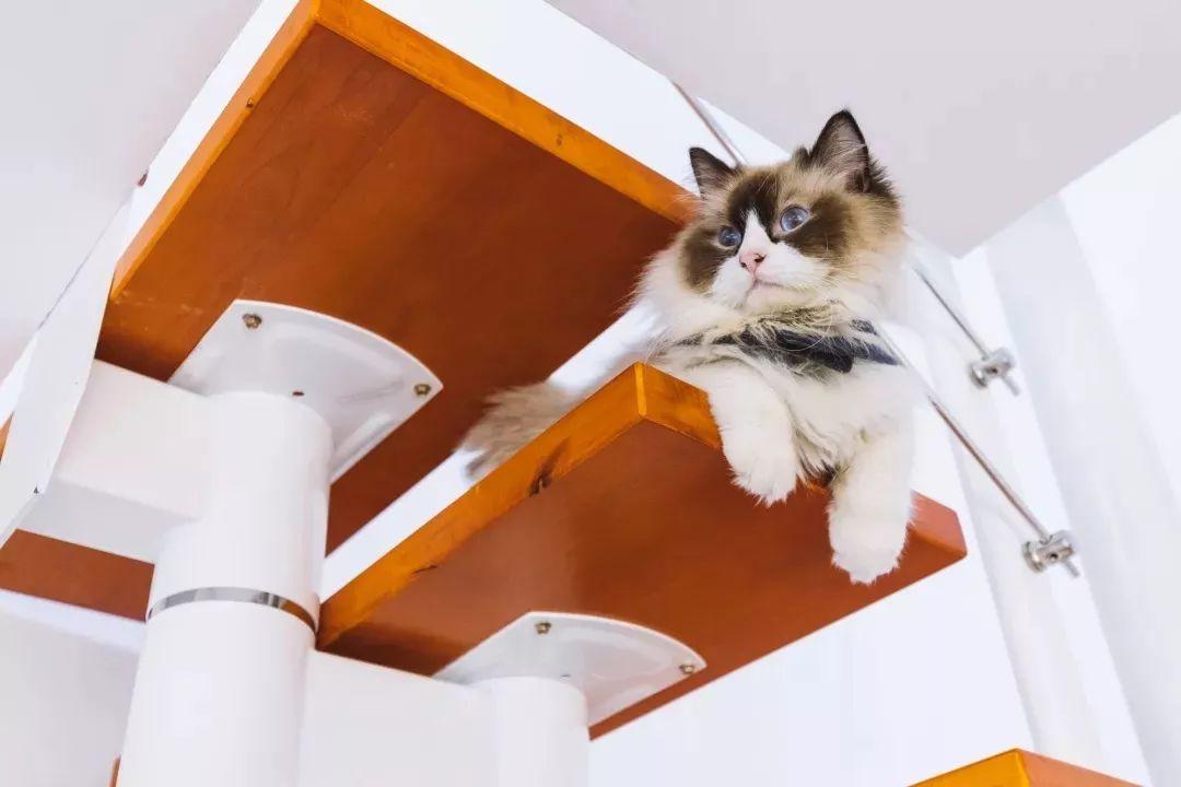 适合带猫咪下午茶好去处,佛山南海区猫咪推荐