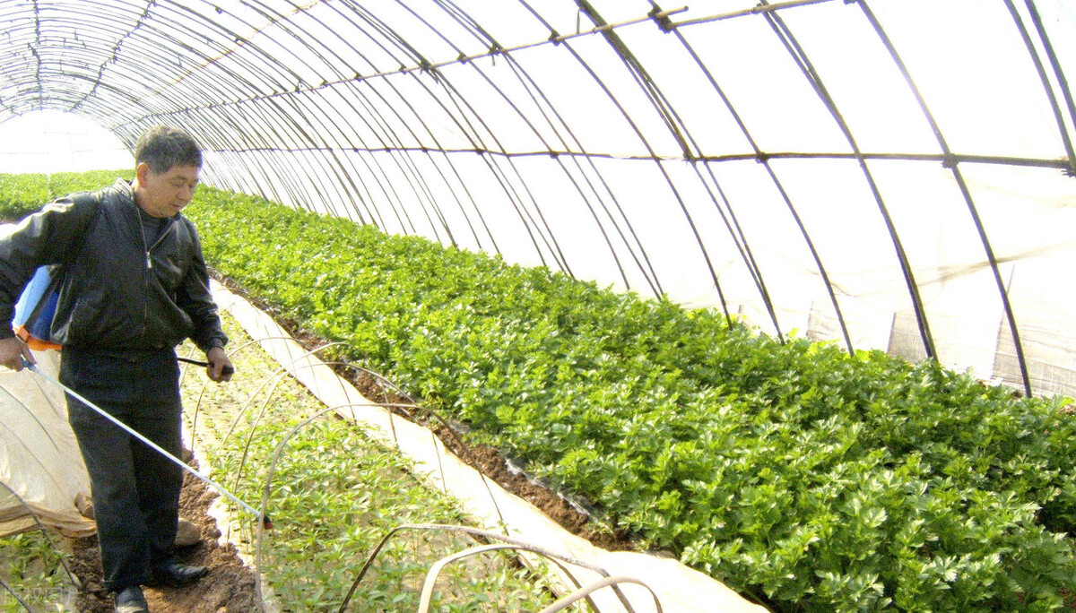 闲置房屋种植蔬菜怎么赚钱,种植蔬菜赚钱