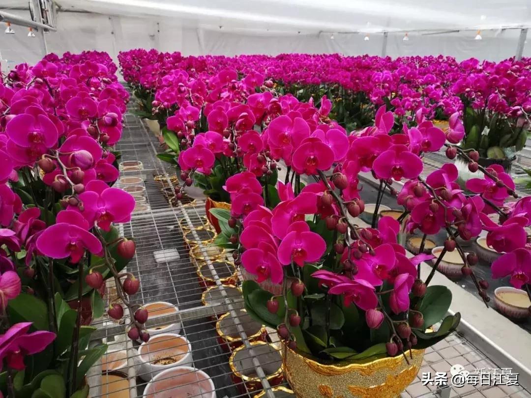 江夏指什么,江夏是哪里