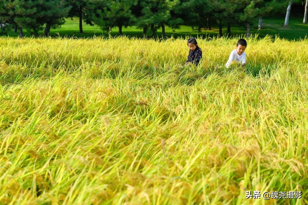 北京北坞公园里的京西稻又熟了,曾经只有皇上才能吃上这儿的大米