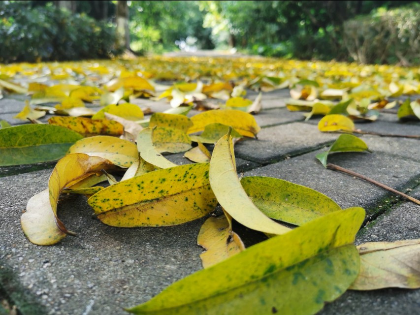 东莞长安周边一日游景点大全,东莞松山湖一日游最佳攻略