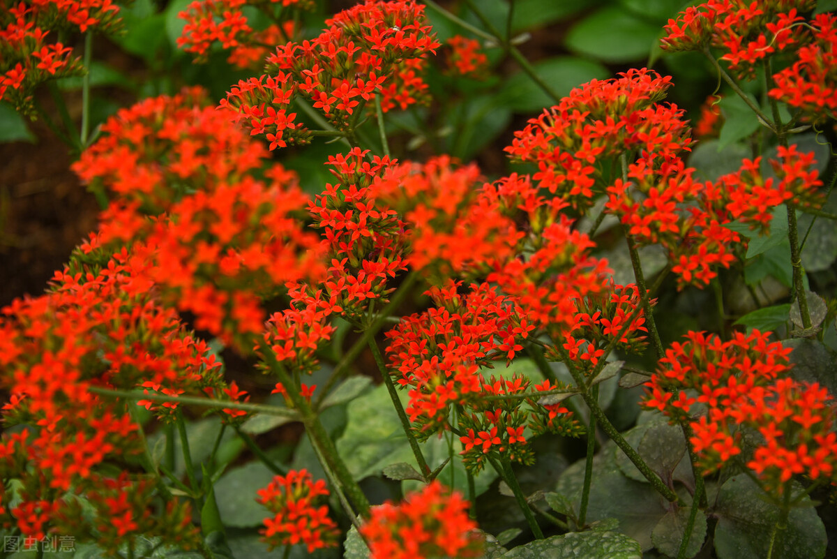 春季扦插哪种花最好养,春天扦插的花卉怎样做