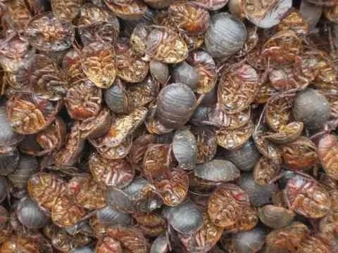 2022年土元养殖前景,土元养殖技术视频