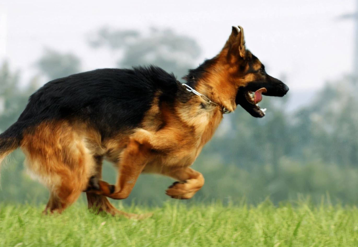 德牧喂养营养搭配表,戈赞养宠物视频大全