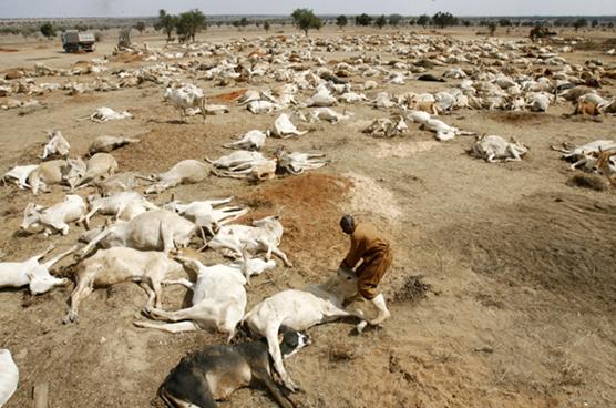 第六次生物大灭绝都会灭绝什么,第六次物种灭绝