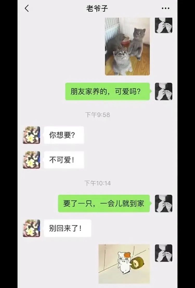 养猫后儿子鼻过敏，妈妈心生一计：不如你搬出去住吧！