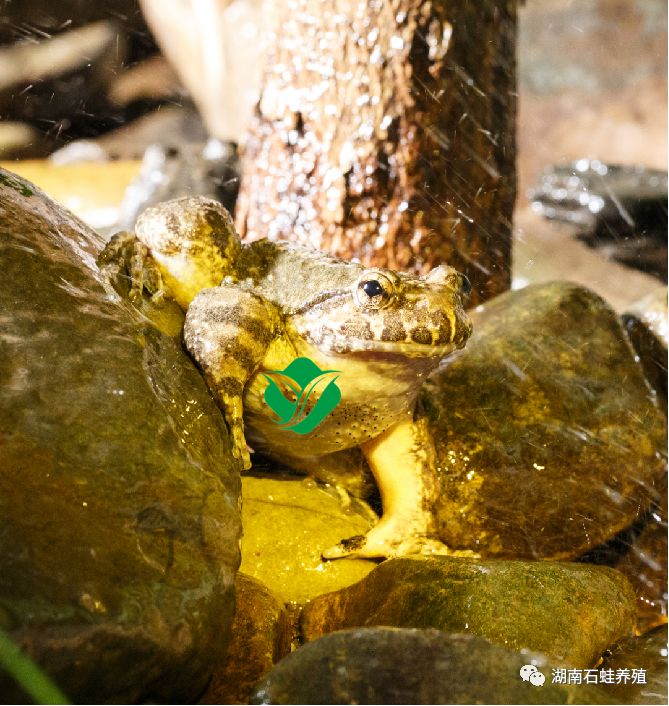 云南石蛙养殖视频全过程,石蛙养殖技术规范最新版