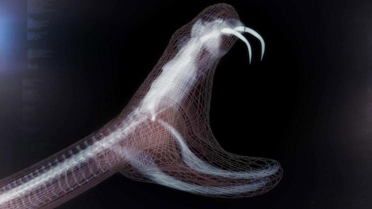 黑龙江省女子与蛇相处15年,黑龙江一女子与蛇共处十几年