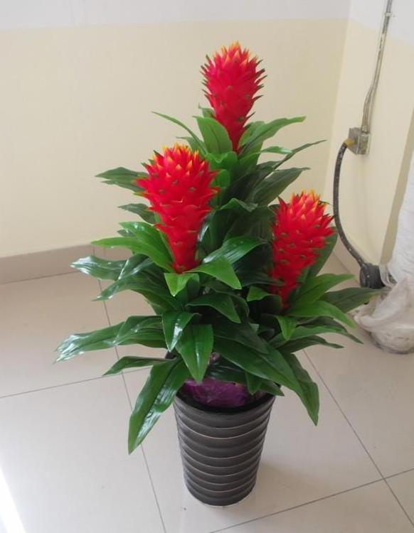 鸿运当头叶子干枯什么原因,鸿运当头叶子干枯怎么回事