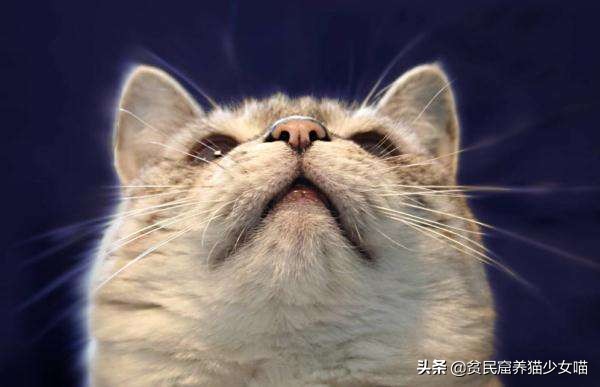 猫咪黑下巴抹红霉素软膏还是眼膏,猫咪黑下巴到底怎么治