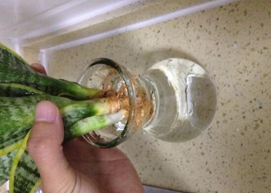 虎皮兰水培生根后可以直接土培吗,虎皮兰水培要多少天生根