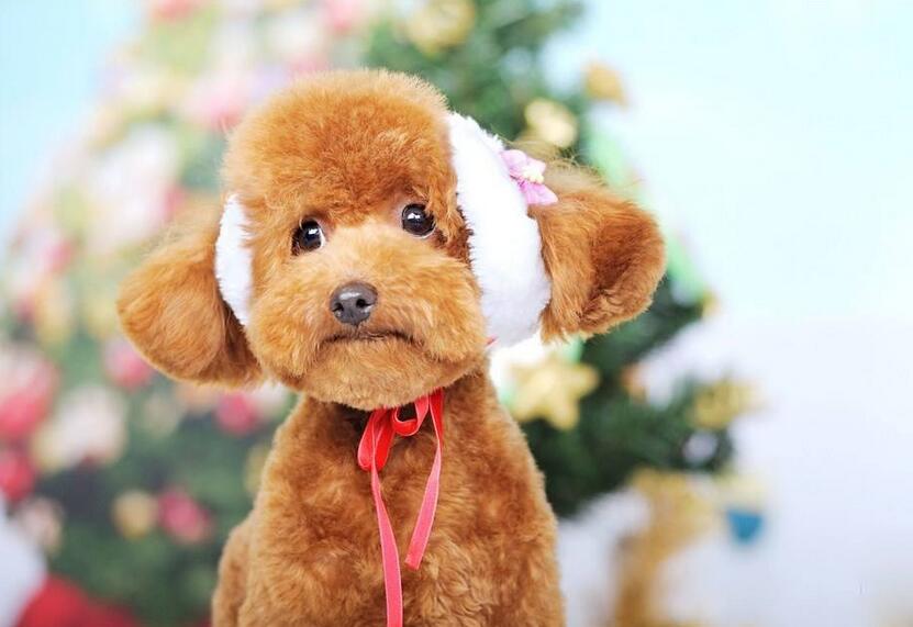 怎样挑选50天的泰迪犬,小型犬为啥不推荐泰迪犬