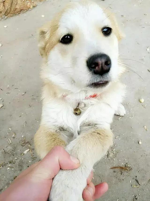 土狗对土主人忠诚吗,土狗vs洋狗