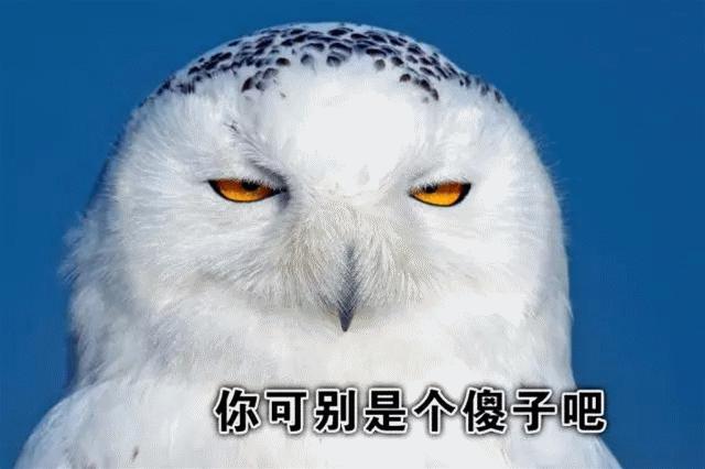 雪鸮呆萌图片,短耳雪鸮