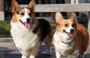 长毛柯基好养还是短毛柯基好养,柯基喂养手册教你从头开始养柯基