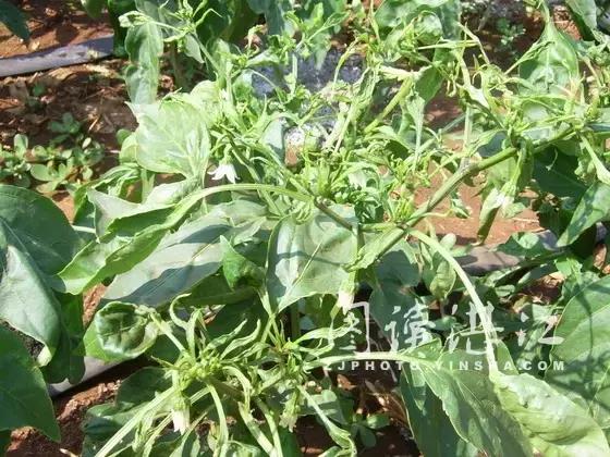 番茄生长调节剂药害解决,碧护生长调节剂药害