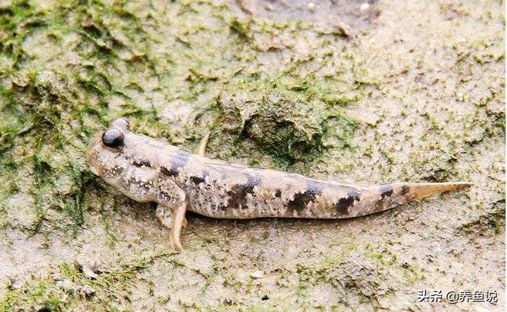 鍘熺楸煎彉鎴愯璧忛奔,绁為奔杩涘寲