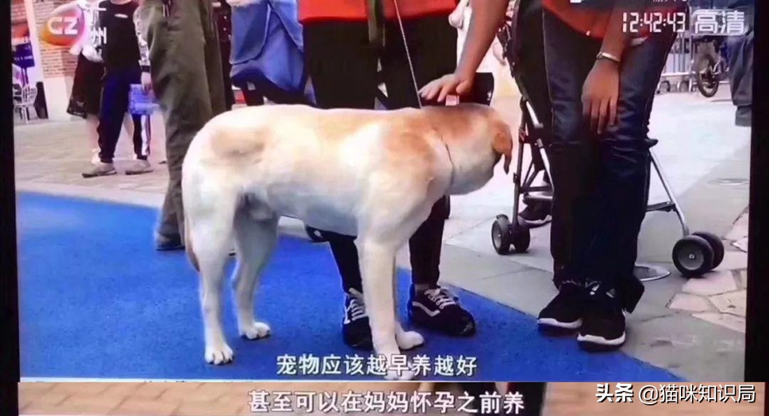 转发给爸妈：养猫到底有啥好？能治病