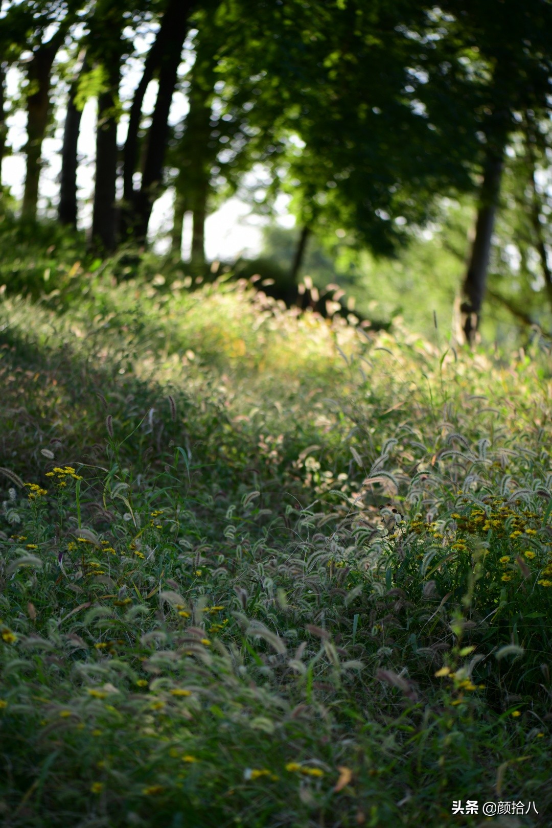 北京圆明园一日游推荐,圆明园秋色如画