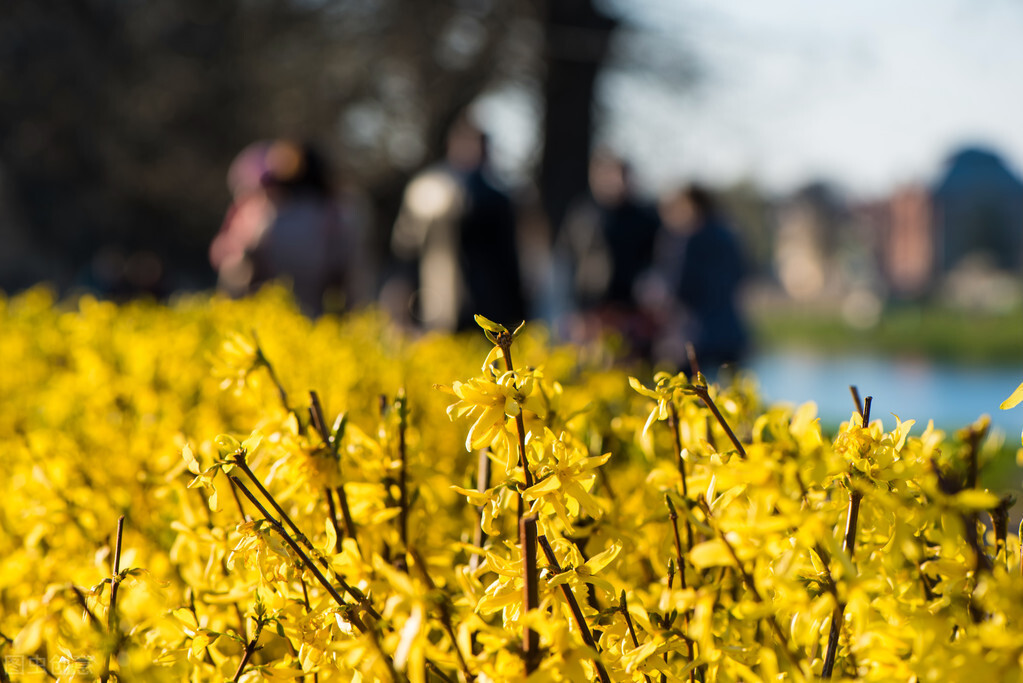 即将开花的十种植物,先长叶后开花的植物