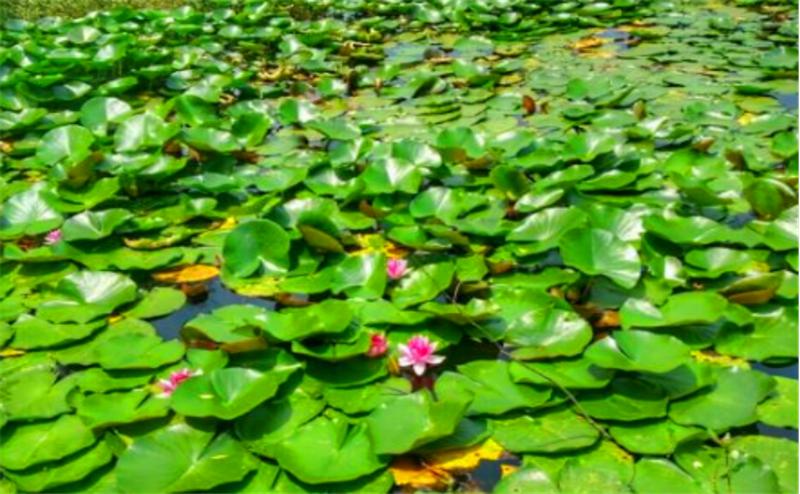 莲子高产栽培技术书籍,湘莲的莲子可以栽培吗