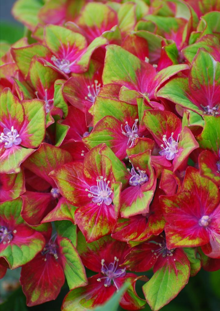 十大顶级绣球品种,最好养的绣球品种