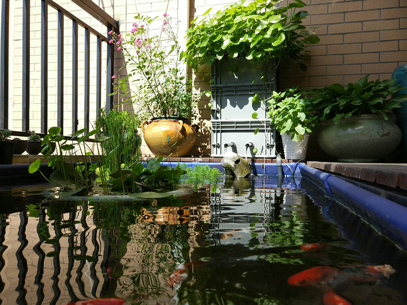 桌面鱼缸新手入门,新手鱼缸入门教程视频