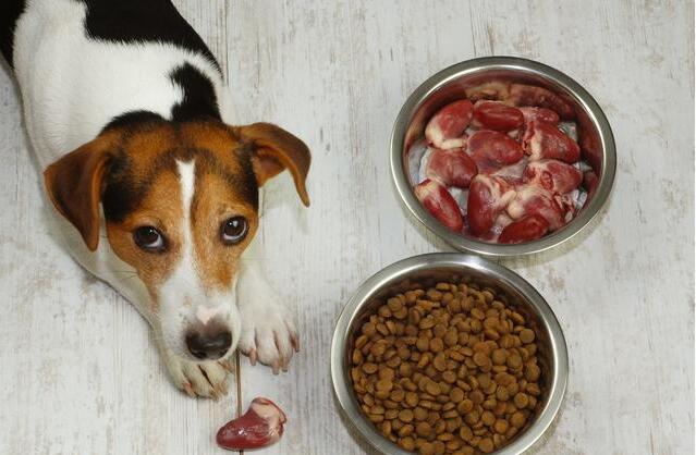 养狗知识狗狗一天该拉几次粑粑,幼犬狗一般一天拉几次便