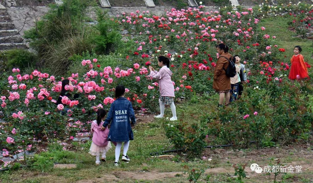 四川成都金堂旅游景点大全,金堂最火的打卡地