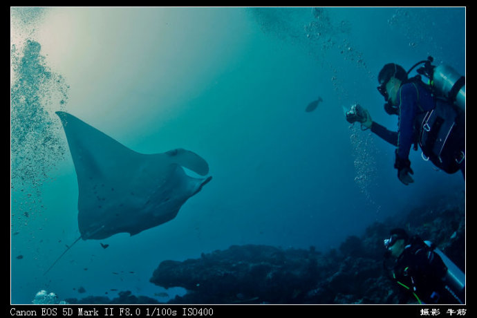 巨鲸轰炸机,鳐鱼战斗机