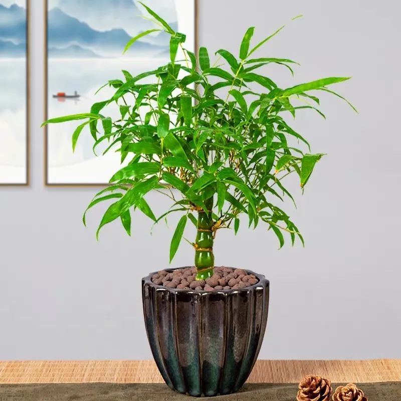 寓意好富贵竹,寓意好的竹子盆栽
