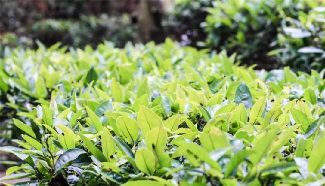 贺州姑婆山天然氧吧,姑婆山天然氧吧