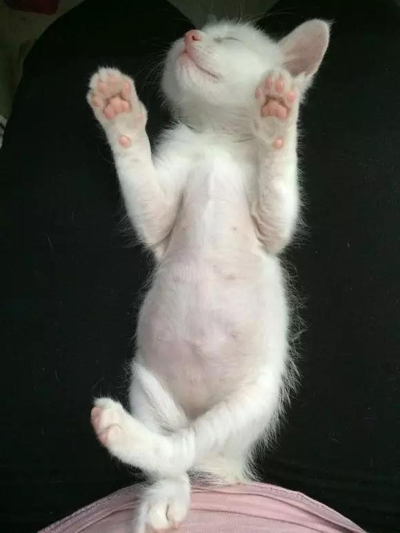 幼猫宠物怎么养,宠物幼猫饲养方法