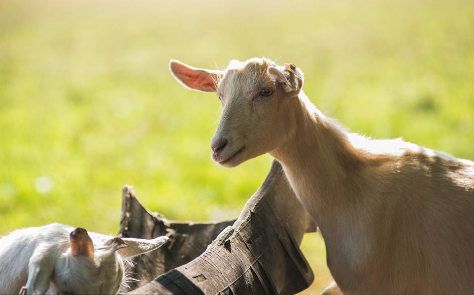 身体乳哪种好吸收保湿效果好,有香味的保湿身体乳