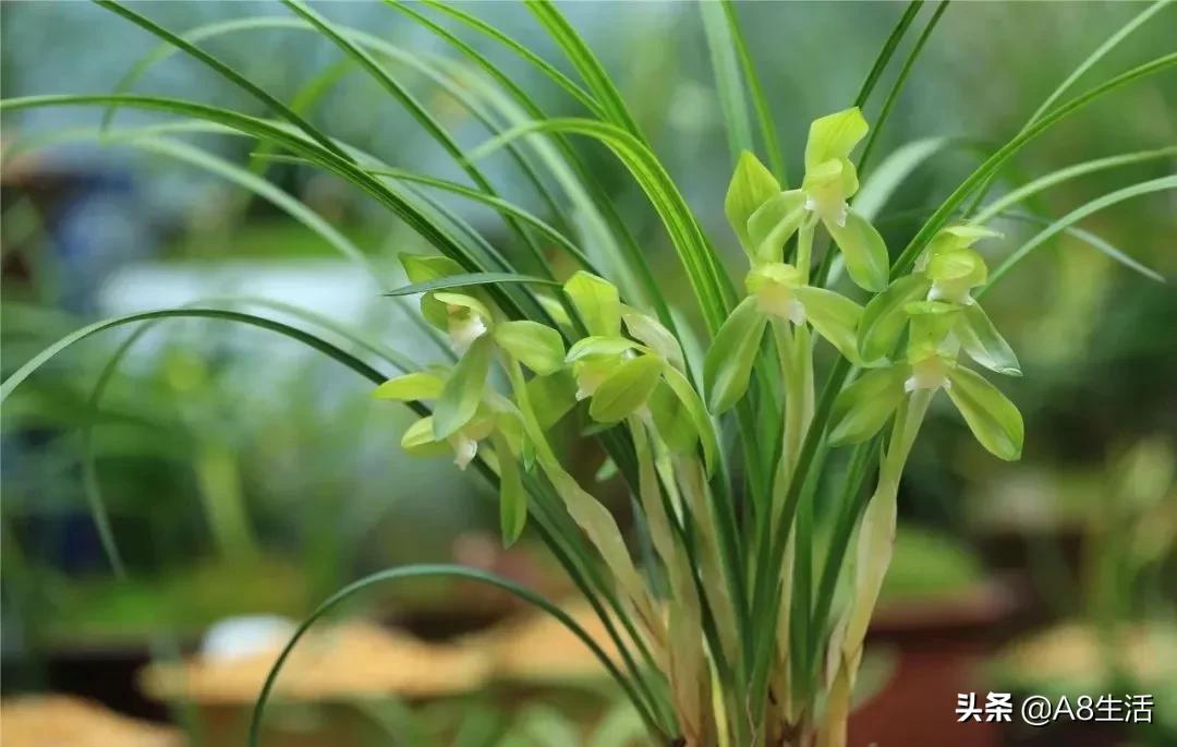 春兰张荷素兰花介绍,每日一品中国兰花春兰