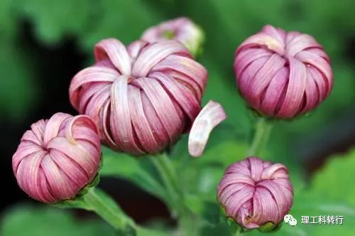 环境工程就业前景张雪峰,环境工程就业广吗