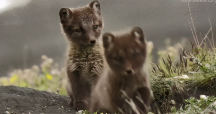 萌出血的猫,萌出血的小奶猫