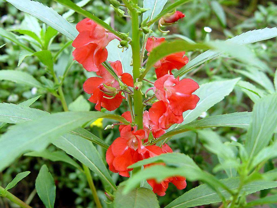 光照对凤仙花的生长有什么影响,凤仙花怎么养才能长得好