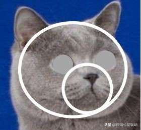 英国短毛猫饲养,养英国短毛猫需要的注意事项