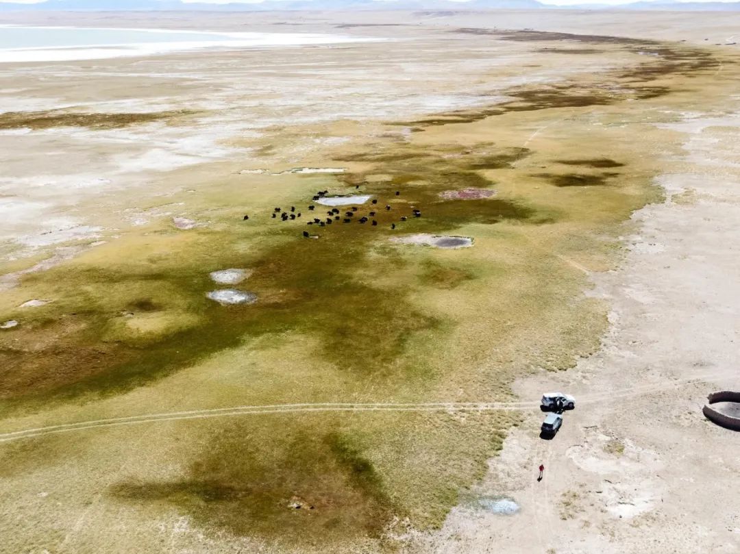 炸裂！全球唯一合法资质进入羌塘，一起去实现人生终极越野梦